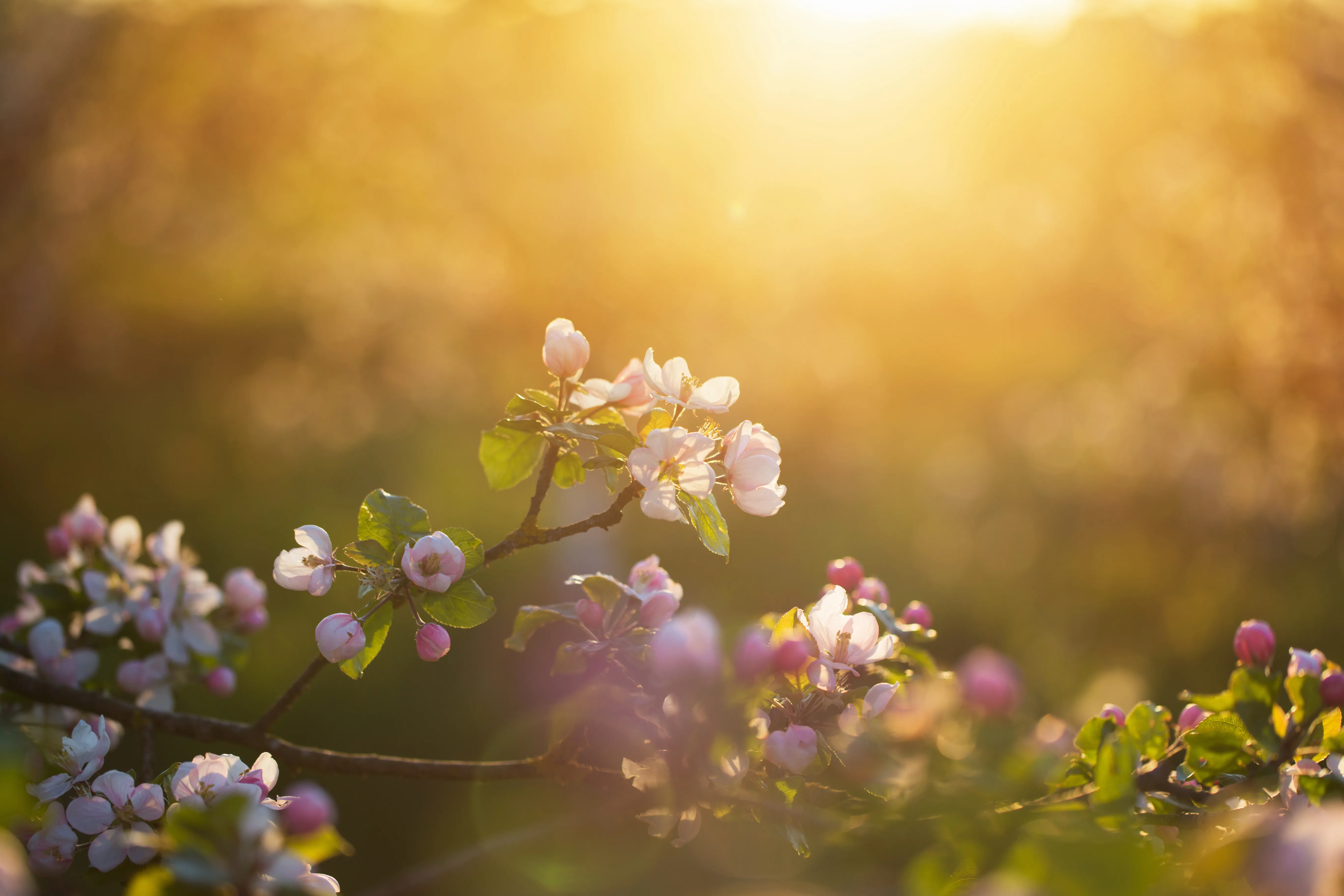 Bloom — the first light