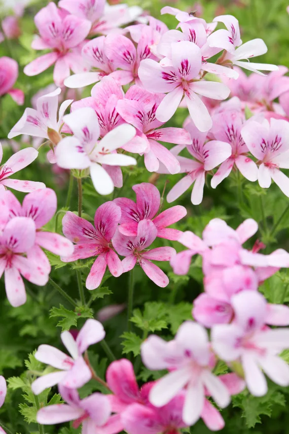 Geranium